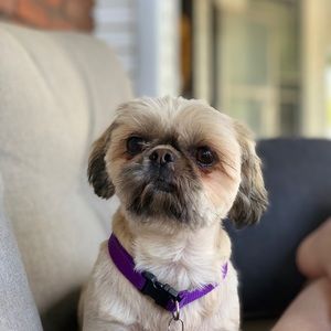 Meet your Posher, Riley